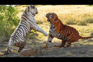 Ataques e Lutas de Animais - Animal Fights