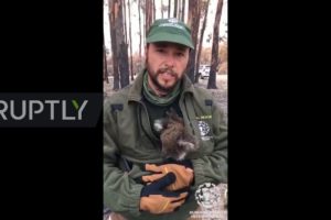 Australia: Animal rescue teams find starving koalas after bushfire devastation