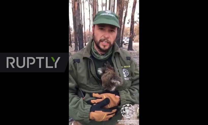 Australia: Animal rescue teams find starving koalas after bushfire devastation