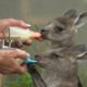 Australia: Animals rescued from bushfires taken in by volunteers