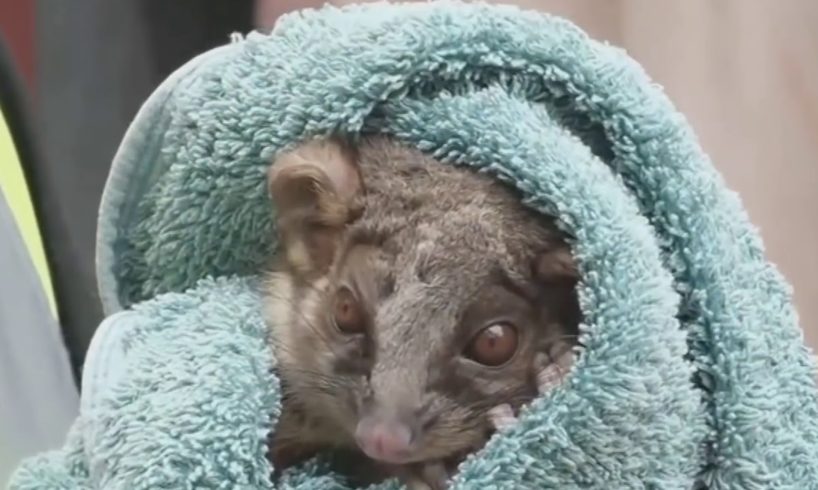 Australian animal rescue video( ?Respect Fire Fighters)