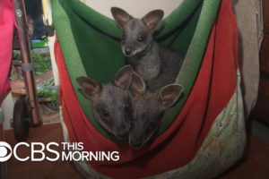 Australian rescue group helps animals pushed out of their habitats by fires