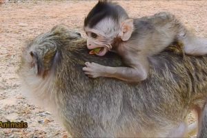 Awesome!! Much Adorable & Clever Baby Monkey Play With Mom. #filmAnimals