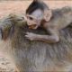 Awesome!! Much Adorable & Clever Baby Monkey Play With Mom. #filmAnimals