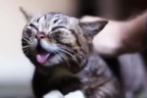Aww Cute And Funny Animals Compilation 2020 ?️ Pets Paws Video
