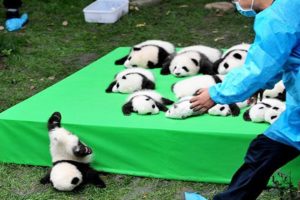 ?Aww -  Funny And Cute Panda Compilation ? Pets Paws Video 2020