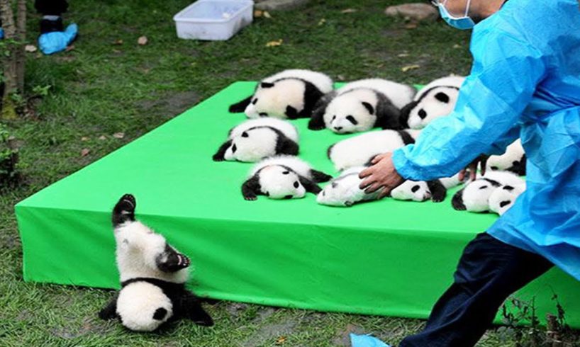 ?Aww -  Funny And Cute Panda Compilation ? Pets Paws Video 2020