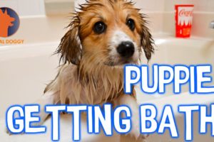 Aww! Watch these cute puppies get baths!