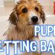 Aww! Watch these cute puppies get baths!