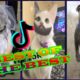 BEST TIK TOK VIDEOS #1 | CUTE FUNNY Pets I found on Tiktok