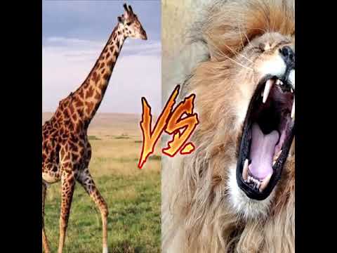 BRUTAL ANIMAL FIGHTS