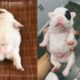 Baby Animals Funny Videos - Cutest Puppies Doing Funny Things 2020 | Puppies TV