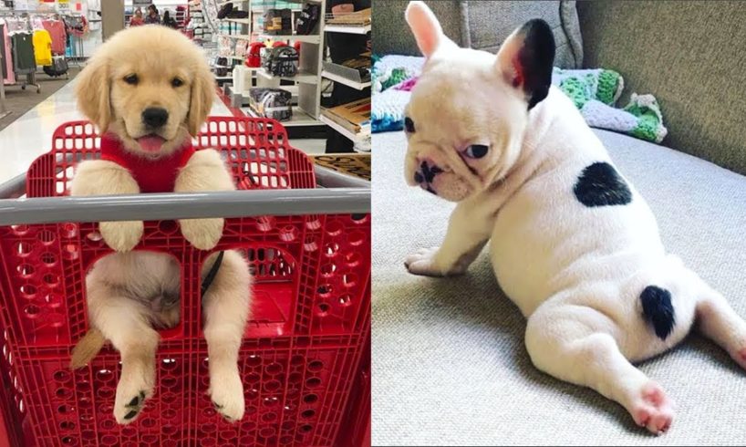 Baby Dogs - Cute and Funny Dog Videos Compilation #13 | Aww Animals