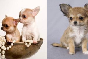 Baby Dogs - Cute and Funny Dog Videos Compilation