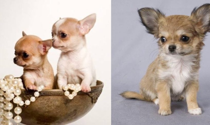 Baby Dogs - Cute and Funny Dog Videos Compilation