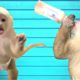 Baby Monkey Drinking Bottle and Playing!  (So Cute!) ?