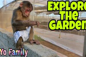 Baby Monkey| YoYo family is playing in the garden|Family YoYo|