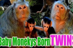 Baby Monkeys Born Look Like Twins | WildLife Animals