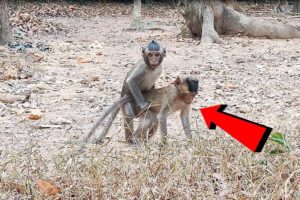 Baby Monkeys Like Playing | Monkey Wildlife Video