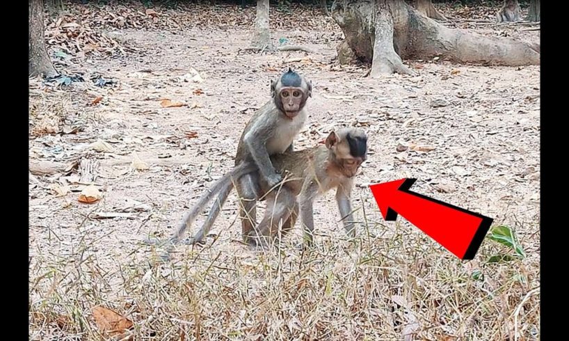 Baby Monkeys Like Playing | Monkey Wildlife Video