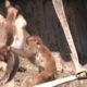 Baby Monkeys fight. Animal Video