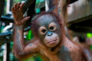 Baby Orangutan Learns To Climb After Being Shot