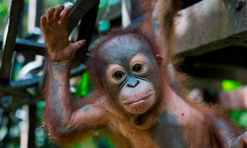 Baby Orangutan Learns To Climb After Being Shot