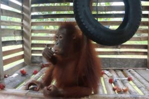 Baby Orangutan Rescued After Four Years In Captivity