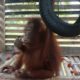 Baby Orangutan Rescued After Four Years In Captivity