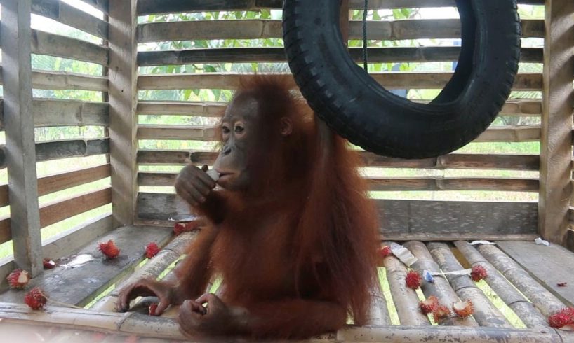 Baby Orangutan Rescued After Four Years In Captivity