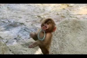 Baby monkey playing with headband