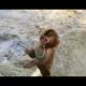 Baby monkey playing with headband