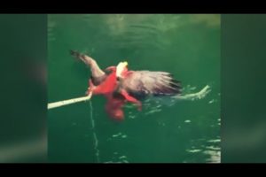 Bald Eagle Rescued From Octopus’s Death Grip By Salmon Farmers