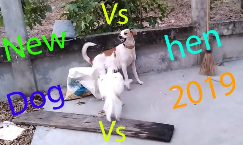 Bast Fight Animals Dog Vs hen full HD Video