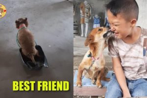 Best Friend Between Poor Dog was Hit By Car Disable and Little Boy