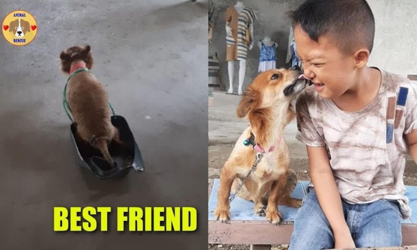 Best Friend Between Poor Dog was Hit By Car Disable and Little Boy