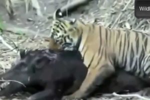 Best Wild Animals Fights 2014 - Tiger Cub Attacks Huge Wild Boar (Animals Fighting)