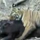 Best Wild Animals Fights 2014 - Tiger Cub Attacks Huge Wild Boar (Animals Fighting)