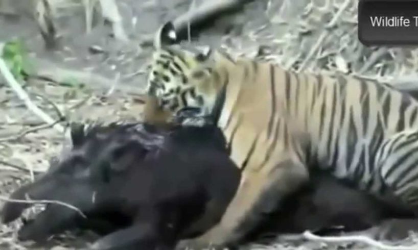 Best Wild Animals Fights 2014 - Tiger Cub Attacks Huge Wild Boar (Animals Fighting)