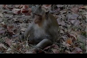 Best animal monkey - Animals Channel