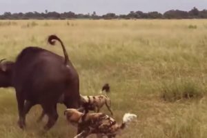 Best attack wild Epic Battle Of Wild dogs vs Animals is not never   Lion , Buffalo , warthog , deer