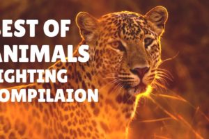 Best of Animals Fighting Compilation 2020