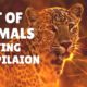 Best of Animals Fighting Compilation 2020