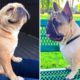 Best of French Bulldog Video - Funny and Cute French Bulldog Puppies 2020 #5