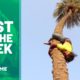 Best of the Week: Upside Down Tree Climbing?! | People Are Awesome