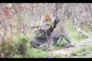 Biggest wild animal fights,documentaire animaux sauvages,Lion vs Cobra
