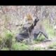 Biggest wild animal fights,documentaire animaux sauvages,Lion vs Cobra