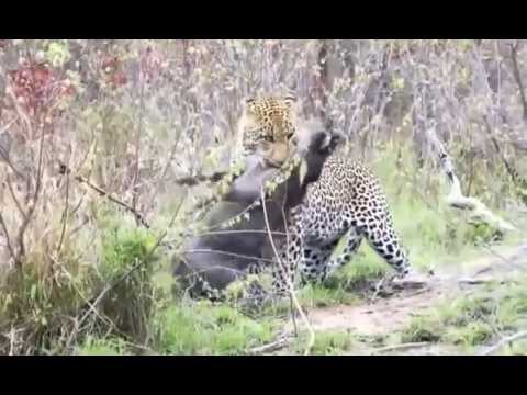 Biggest wild animal fights,documentaire animaux sauvages,Lion vs Cobra
