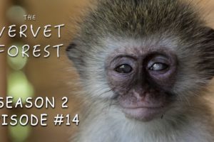 Blind Orphan Baby Monkey Rescued By Animal Sanctuary - Vervet Forest - S2 Ep14