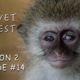 Blind Orphan Baby Monkey Rescued By Animal Sanctuary - Vervet Forest - S2 Ep14